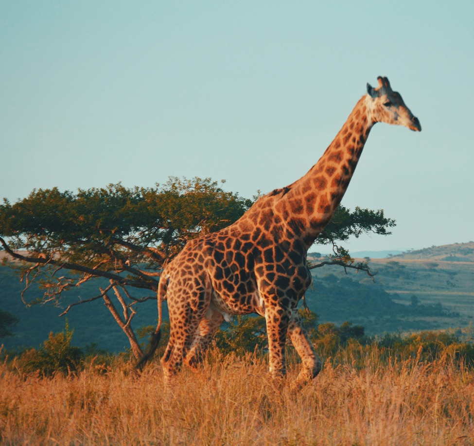 kelly-arnold-ASKewSMebm0-unsplash