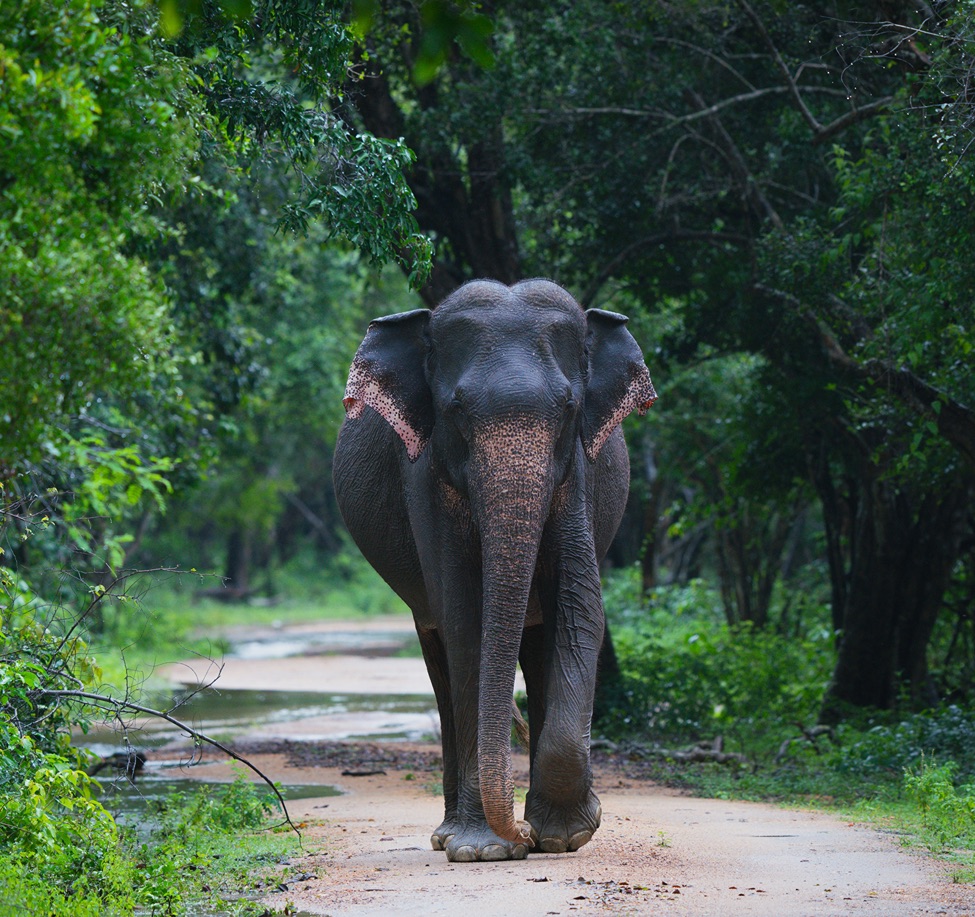 udara-karunarathna-IHwt8DQk6gM-unsplash